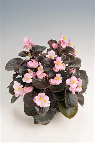 Foto de variedad de flores para ser usadas como: Maceta y planta de temporada Begonia semperflorens Cocktail® Brandy Improved