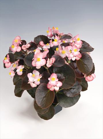 Foto de variedad de flores para ser usadas como: Maceta y planta de temporada Begonia semperflorens Nightlife Blush
