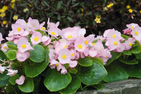 Foto de variedad de flores para ser usadas como: Maceta y planta de temporada Begonia semperflorens Sprint Appleblossom