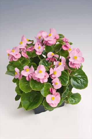 Foto de variedad de flores para ser usadas como: Maceta y planta de temporada Begonia semperflorens Super Olympia® Pink Improved