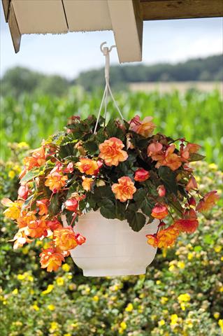 Foto de variedad de flores para ser usadas como: Maceta, patio, Tarrina de colgar Begonia tuberhybrida Illumination® Golden Picotee