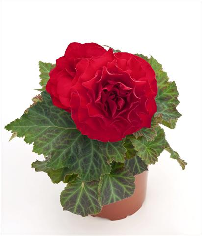 Foto de variedad de flores para ser usadas como: Maceta o Tarrina de colgar Begonia tuberhybrida New Star® Red