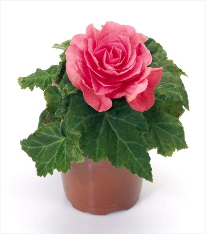 Foto de variedad de flores para ser usadas como: Maceta o Tarrina de colgar Begonia tuberhybrida New Star® Rose