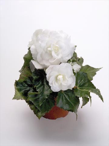 Foto de variedad de flores para ser usadas como: Maceta o Tarrina de colgar Begonia tuberhybrida New Star® White