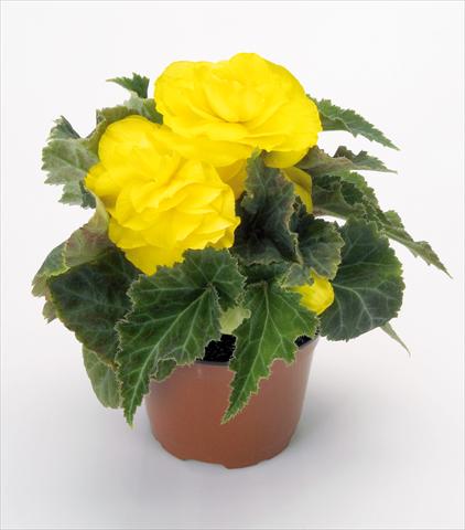 Foto de variedad de flores para ser usadas como: Maceta o Tarrina de colgar Begonia tuberhybrida New Star® Yellow