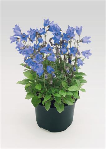 Foto de variedad de flores para ser usadas como: Maceta Campanula cochleariifolia Alpine Breeze Blue