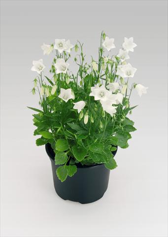 Foto de variedad de flores para ser usadas como: Maceta Campanula cochleariifolia Alpine Breeze White