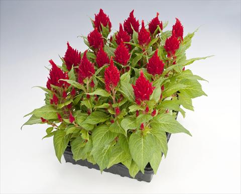 Foto de variedad de flores para ser usadas como: Maceta Celosia plumosa Glorious Red
