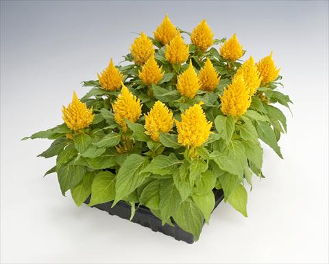 Foto de variedad de flores para ser usadas como: Maceta Celosia plumosa Glorious Yellow