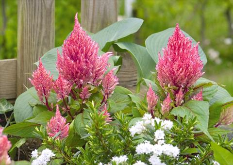 Foto de variedad de flores para ser usadas como: Maceta Celosia plumosa Smart Look Romantica