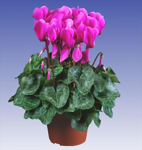 Foto de variedad de flores para ser usadas como: Maceta y planta de temporada Cyclamen persicum Super Serie® Allure® F1 Light Violet