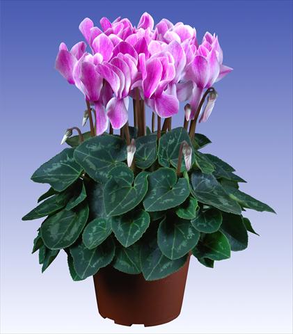 Foto de variedad de flores para ser usadas como: Maceta y planta de temporada Cyclamen persicum Super Serie® Allure® F1 Violet Flamed