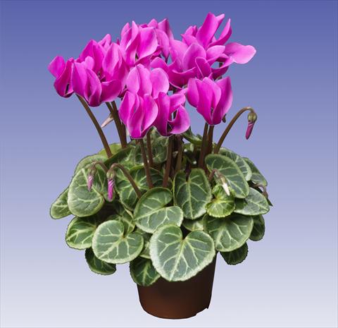 Foto de variedad de flores para ser usadas como: Maceta y planta de temporada Cyclamen persicum Super Serie® Da Vinci® F1 Light Violet