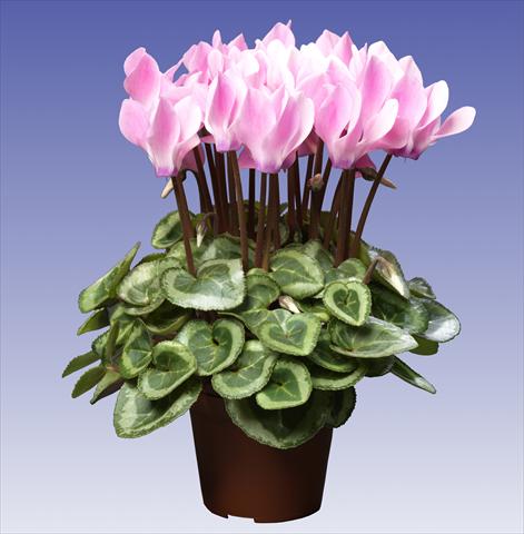 Foto de variedad de flores para ser usadas como: Maceta y planta de temporada Cyclamen persicum Super Serie® Da Vinci® F1 Neon Flamed