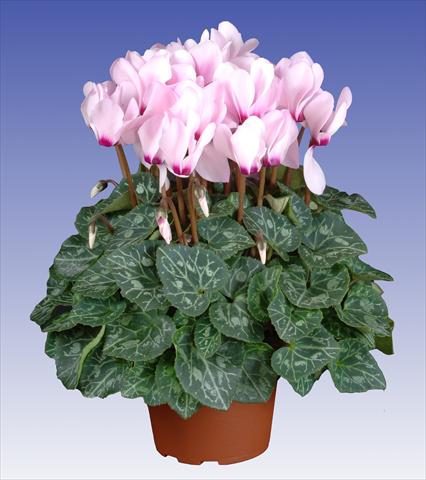 Foto de variedad de flores para ser usadas como: Maceta y planta de temporada Cyclamen persicum Super Serie® Macro™ F1 Light with Eye