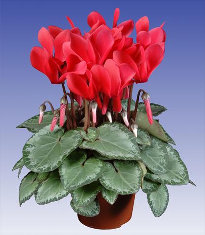 Foto de variedad de flores para ser usadas como: Maceta y planta de temporada Cyclamen persicum Super Serie® Michelangelo® F1 Dark Salmon Pink