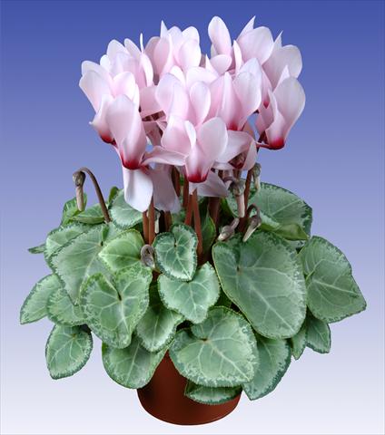 Foto de variedad de flores para ser usadas como: Maceta y planta de temporada Cyclamen persicum Super Serie® Michelangelo® F1 Light with Eye