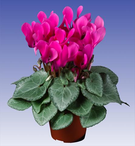 Foto de variedad de flores para ser usadas como: Maceta y planta de temporada Cyclamen persicum Super Serie® Michelangelo® F1 Neon Pink