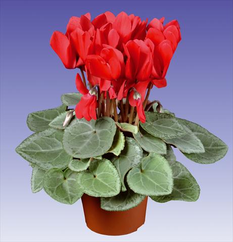 Foto de variedad de flores para ser usadas como: Maceta y planta de temporada Cyclamen persicum Super Serie® Michelangelo® F1 Red