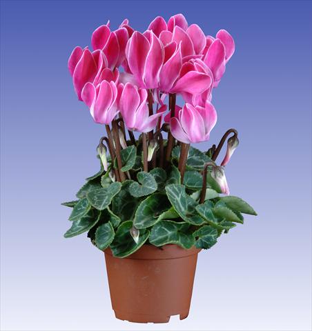Foto de variedad de flores para ser usadas como: Maceta y planta de temporada Cyclamen persicum Super Serie® Micro® F1 Wine Red Flamed