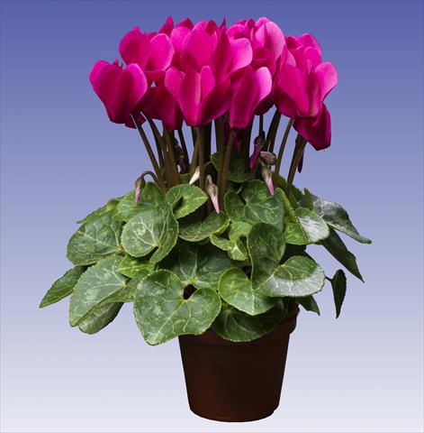 Foto de variedad de flores para ser usadas como: Maceta y planta de temporada Cyclamen persicum Super Serie® Mini Winter™ F1 Deep Dark Violet