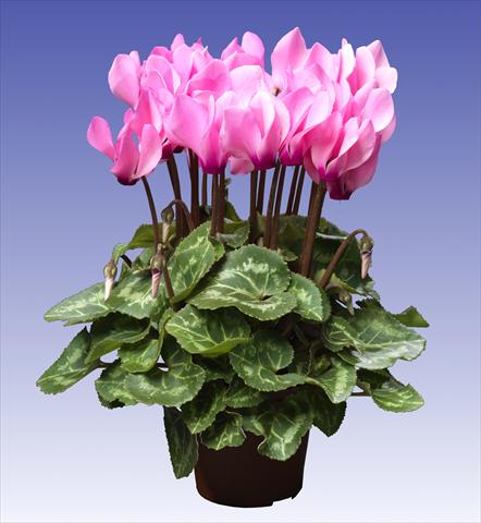 Foto de variedad de flores para ser usadas como: Maceta y planta de temporada Cyclamen persicum Super Serie® Mini Winter™ F1 Light Neon Pink