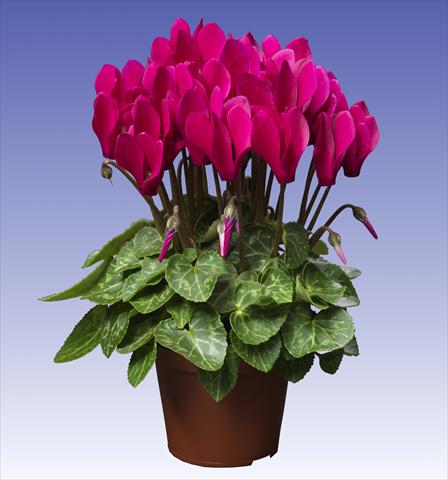 Foto de variedad de flores para ser usadas como: Maceta y planta de temporada Cyclamen persicum Super Serie® Verano® F1 Deep Dark Violet