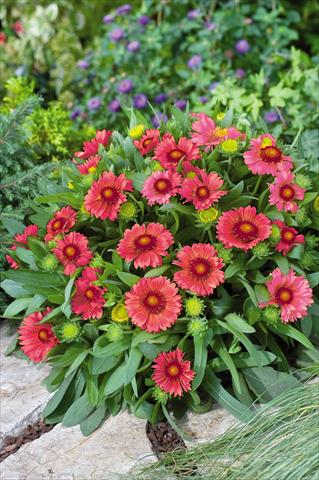 Foto de variedad de flores para ser usadas como: Maceta y planta de temporada Gaillardia Arizona Red Shades