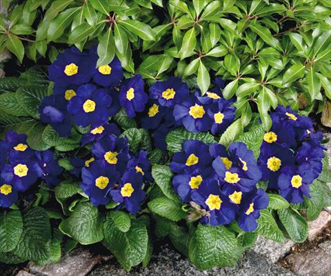 Foto de variedad de flores para ser usadas como: Maceta y planta de temporada Primula elatior Piano Blue