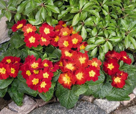Foto de variedad de flores para ser usadas como: Maceta y planta de temporada Primula elatior Piano Fire