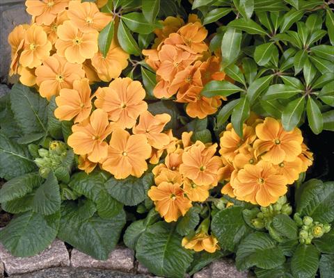 Foto de variedad de flores para ser usadas como: Maceta y planta de temporada Primula elatior Piano Orange