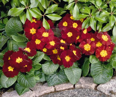 Foto de variedad de flores para ser usadas como: Maceta y planta de temporada Primula elatior Piano Red