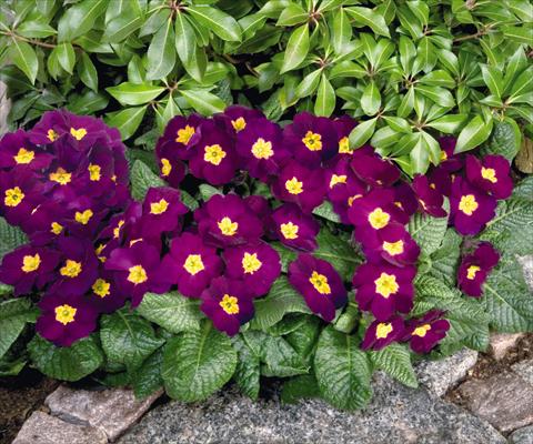 Foto de variedad de flores para ser usadas como: Maceta y planta de temporada Primula elatior Piano Violet
