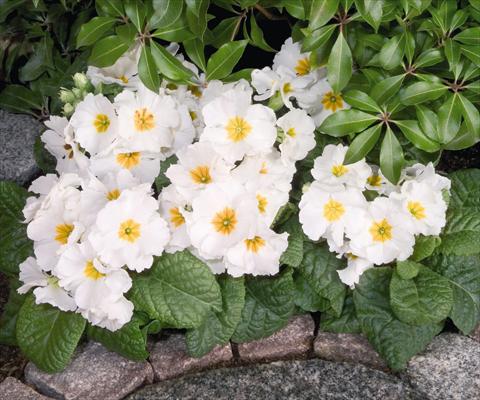 Foto de variedad de flores para ser usadas como: Maceta y planta de temporada Primula elatior Piano White