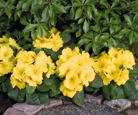 Foto de variedad de flores para ser usadas como: Maceta y planta de temporada Primula elatior Piano Yellow