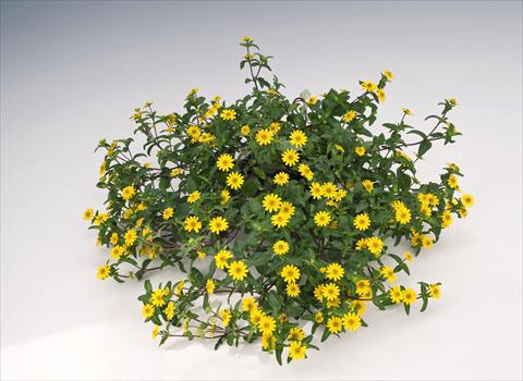 Foto de variedad de flores para ser usadas como: Maceta, planta de temporada, patio Sanvitalia speciosa Million Suns