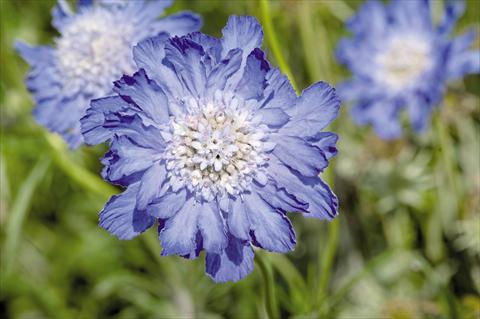 Foto de variedad de flores para ser usadas como: Maceta y planta de temporada Scabiosa caucasica Fama® Deep Blue