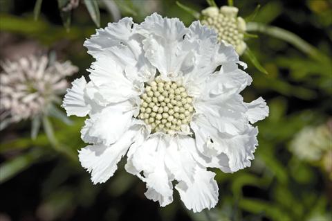 Foto de variedad de flores para ser usadas como: Maceta y planta de temporada Scabiosa caucasica Fama® White