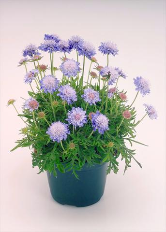 Foto de variedad de flores para ser usadas como: Maceta y planta de temporada Scabiosa japonica Ritz Blue Improved