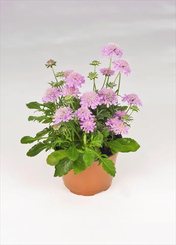 Foto de variedad de flores para ser usadas como: Maceta y planta de temporada Scabiosa japonica Ritz Rose