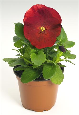 Foto de variedad de flores para ser usadas como: Maceta y planta de temporada Viola wittrockiana Inspire® Scarlet