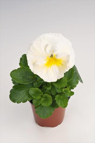 Foto de variedad de flores para ser usadas como: Maceta y planta de temporada Viola wittrockiana Thriller® Primrose