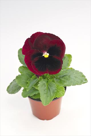 Foto de variedad de flores para ser usadas como: Maceta y planta de temporada Viola wittrockiana Thriller® Red with Blotch
