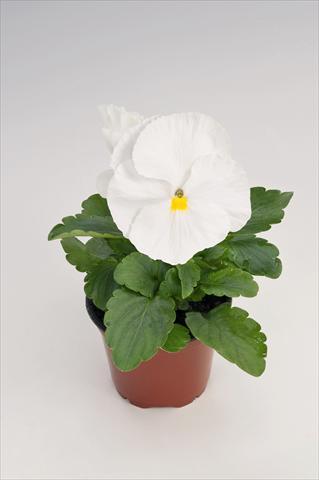 Foto de variedad de flores para ser usadas como: Maceta y planta de temporada Viola wittrockiana Thriller® White