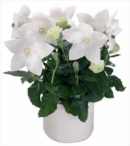Foto de variedad de flores para ser usadas como: Maceta y planta de temporada Platycodon Astra White