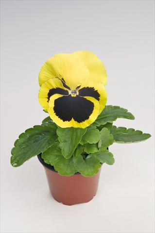 Foto de variedad de flores para ser usadas como: Maceta y planta de temporada Viola wittrockiana Thriller® Yellow with Blotch