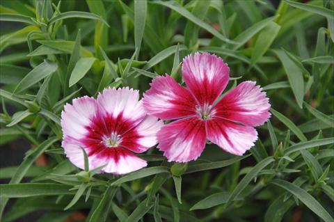 Foto de variedad de flores para ser usadas como: Maceta y planta de temporada Dianthus Venti Parfeit Crimson Eye