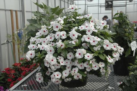Foto de variedad de flores para ser usadas como: Maceta y planta de temporada Catharanthus roseus - Vinca Boa Bianco con occhio