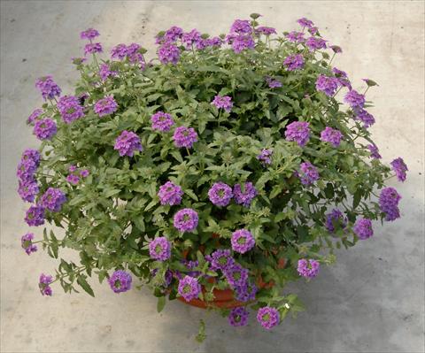 Foto de variedad de flores para ser usadas como: Maceta, patio, Tarrina de colgar Verbena Superbena Royale Parfume