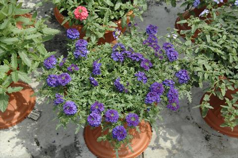 Foto de variedad de flores para ser usadas como: Maceta, patio, Tarrina de colgar Verbena Vepita Blu